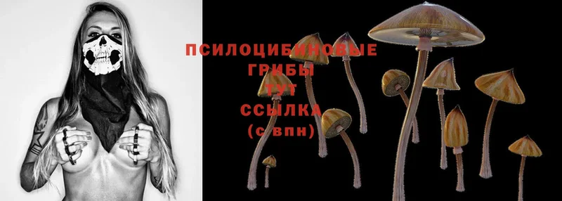 сколько стоит  Краснообск  Псилоцибиновые грибы Magic Shrooms 